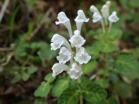 e0293913_2347160.jpg