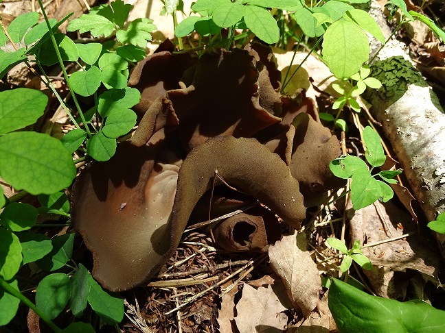 f0360815_15152681.jpg