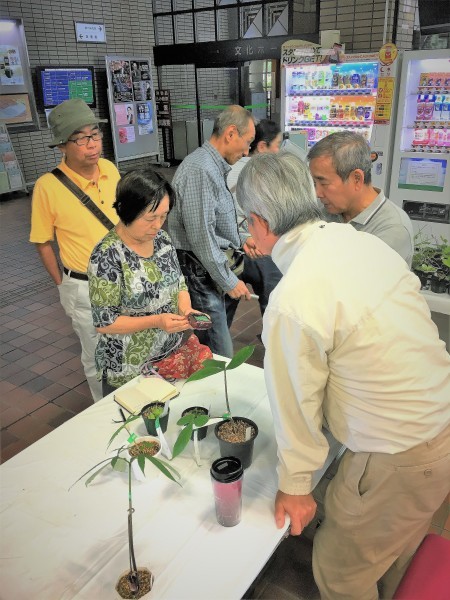 広島の山野草展示会～初夏の珍しい山野草展示会　西日本錦草会_f0321023_09584583.jpg