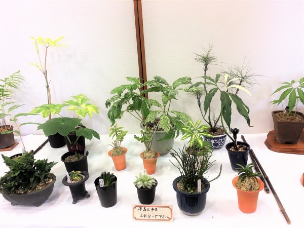 広島の山野草展示会～初夏の珍しい山野草展示会　西日本錦草会_f0321023_09591257.jpg