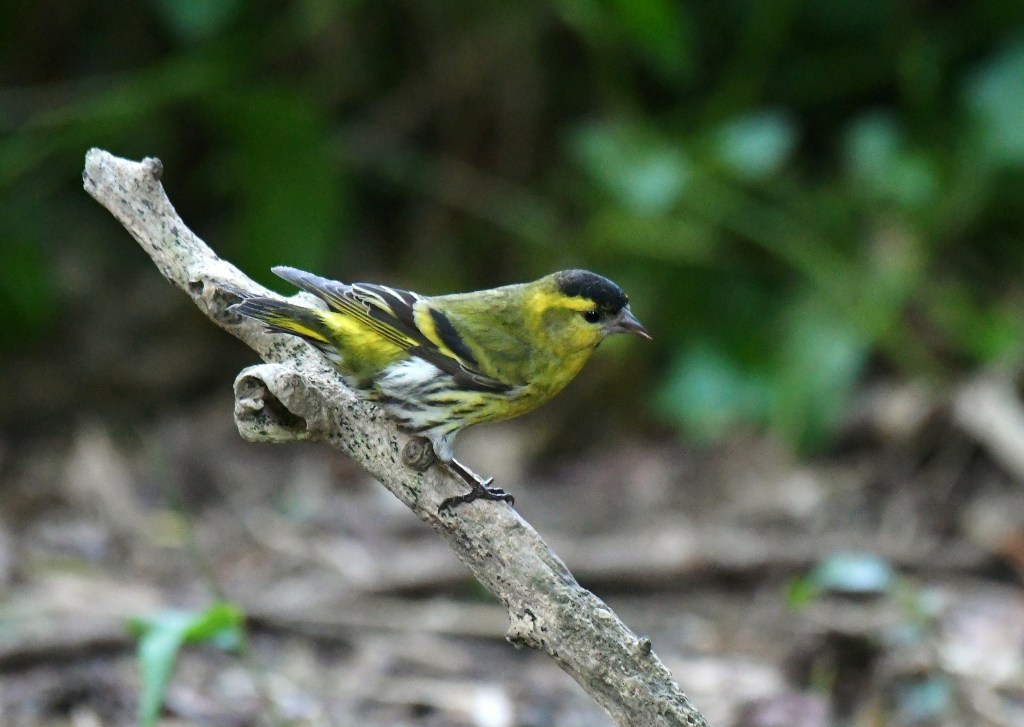 Eurasina Siskin_f0350530_18461382.jpg