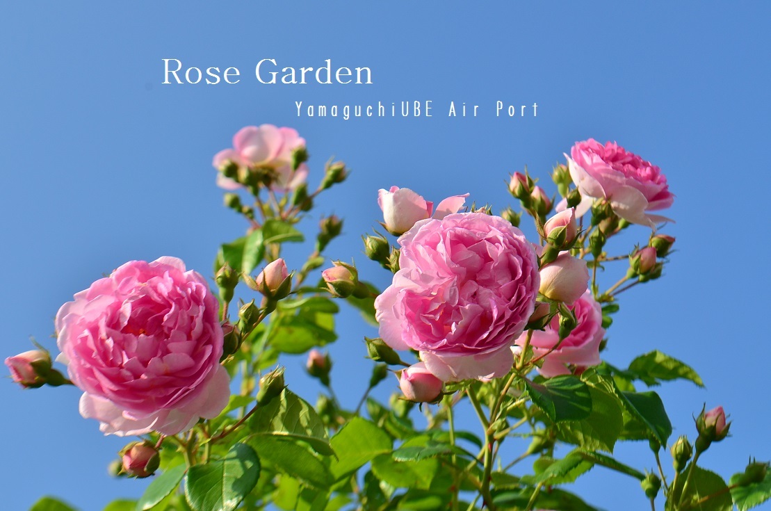 ”Rose Garden～山口宇部空港～...5/23tue_d0153941_12441612.jpg