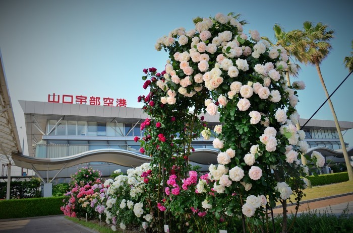 ”Rose Garden～山口宇部空港～...5/23tue_d0153941_12455588.jpg