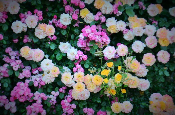 ”Rose Garden～山口宇部空港～...5/23tue_d0153941_12473943.jpg