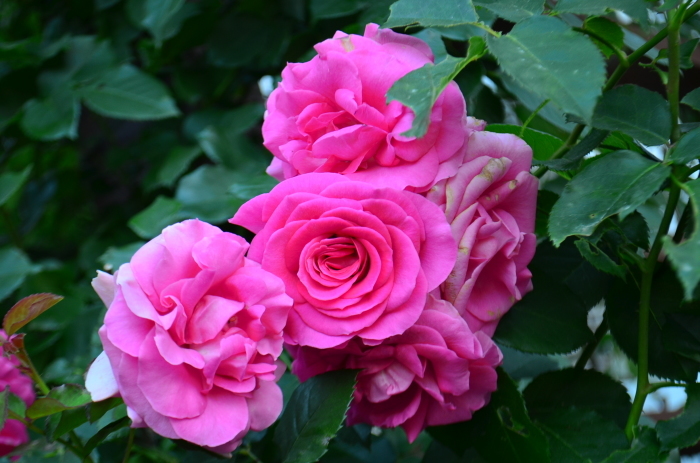 ”Rose Garden～山口宇部空港～...5/23tue_d0153941_12483091.jpg
