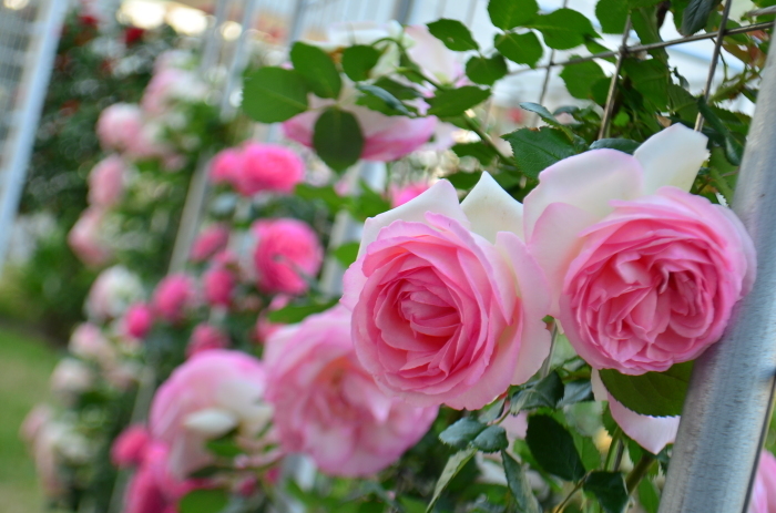 ”Rose Garden～山口宇部空港～...5/23tue_d0153941_12494543.jpg
