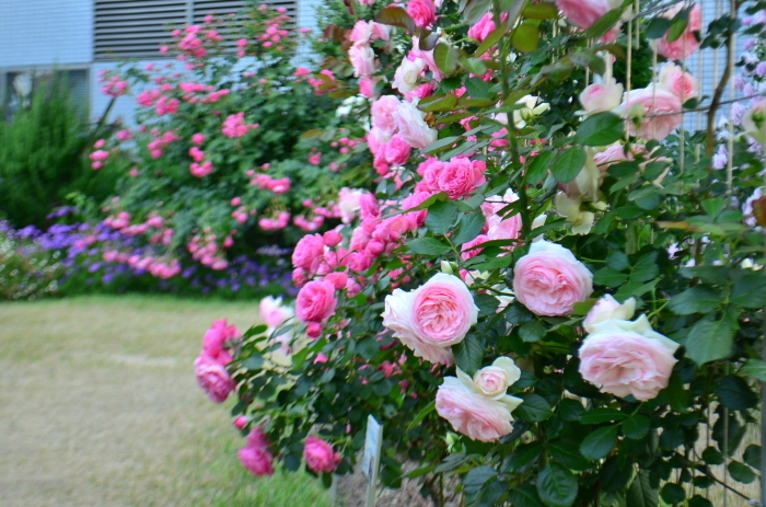 ”Rose Garden～山口宇部空港～...5/23tue_d0153941_12504345.jpg