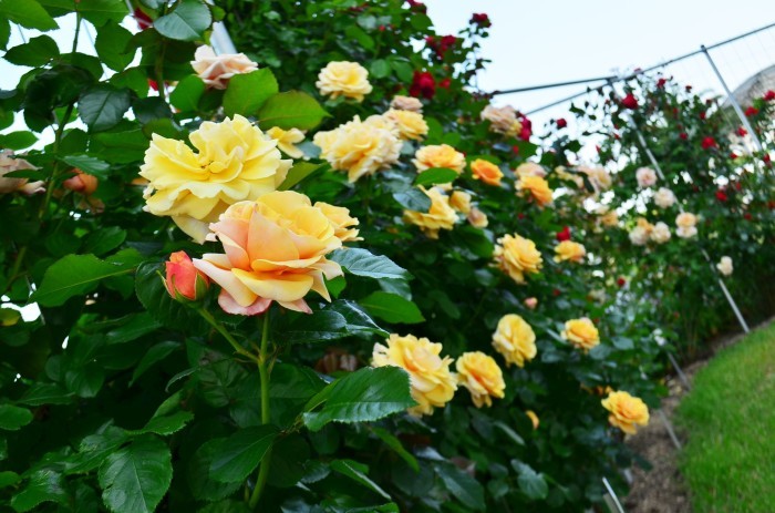 ”Rose Garden～山口宇部空港～...5/23tue_d0153941_12512360.jpg
