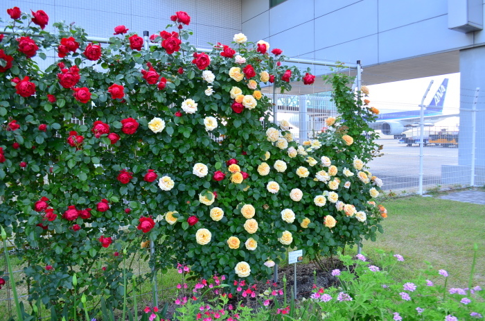 ”Rose Garden～山口宇部空港～...5/23tue_d0153941_12515549.jpg