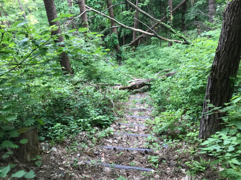 都南つどいの森のトレイルウォーク_b0199244_11342678.jpg