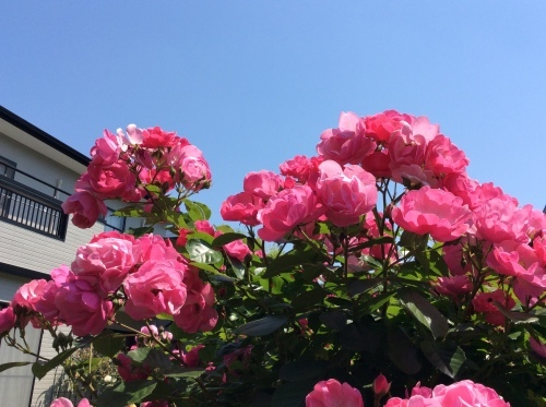 ⭐️  Open Rose Gardens 2017  ⭐️_c0122744_20100580.jpg