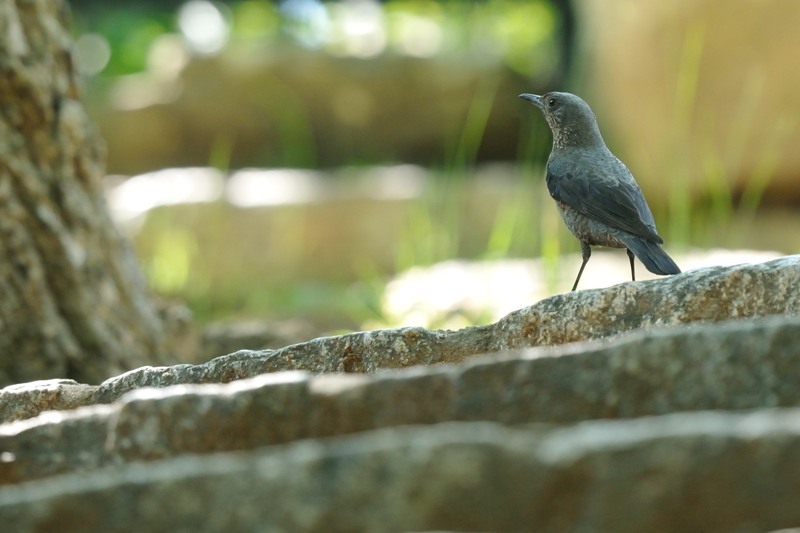 公園のイソヒヨドリ_c0334250_22201555.jpg