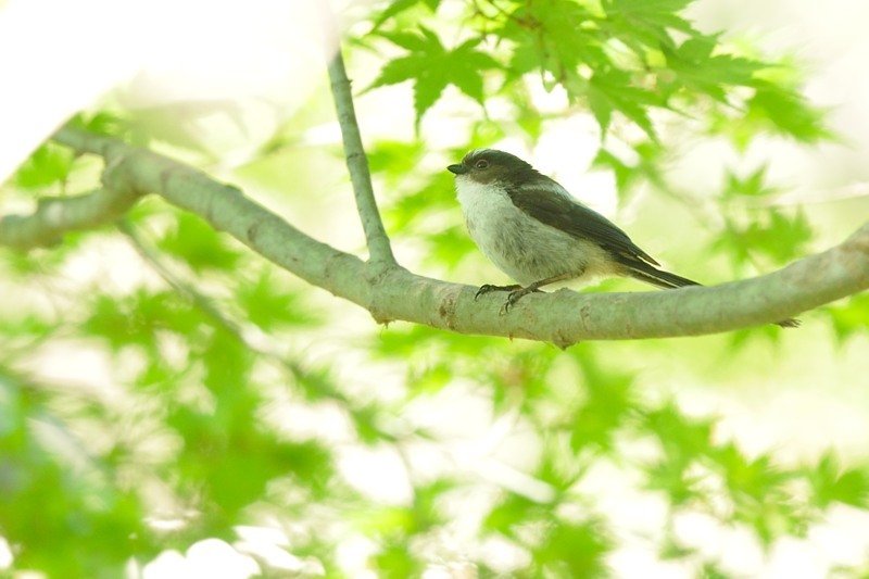 公園のイソヒヨドリ_c0334250_22270710.jpg