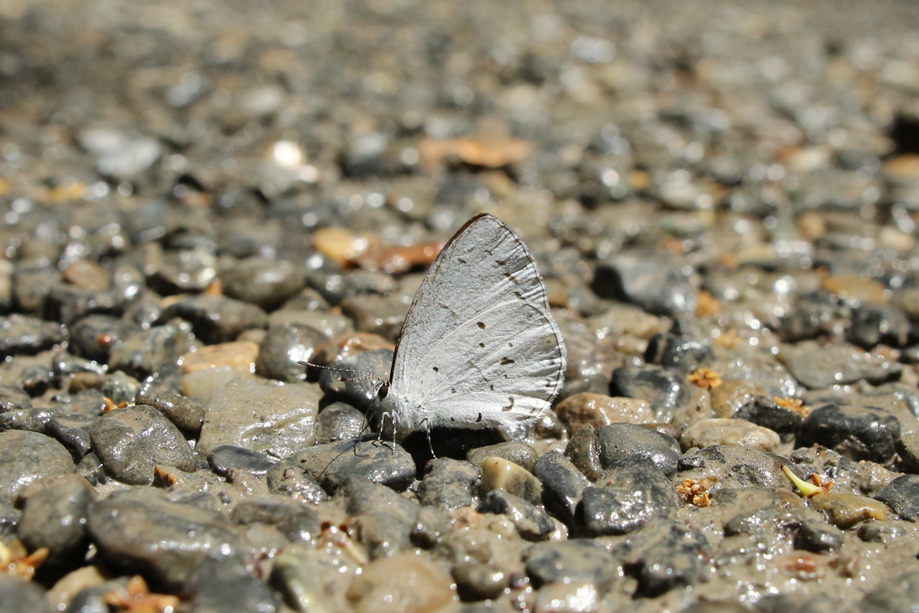 伊勢神宮のサツマシジミ（三重県伊勢市、20170521） : Butterfly & Dragonfly