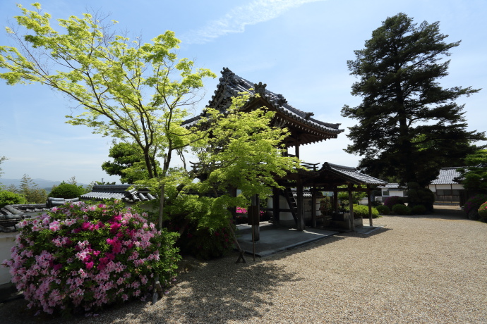 極楽寺 ツツジ 2017_a0176855_2214064.jpg