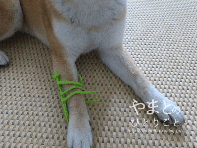 a0286855_06161141.gif