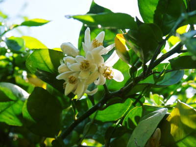 種なしかぼす　今年も無農薬・無化学肥料で育てる『種無しかぼす』の花の様子を現地取材！_a0254656_17380505.jpg