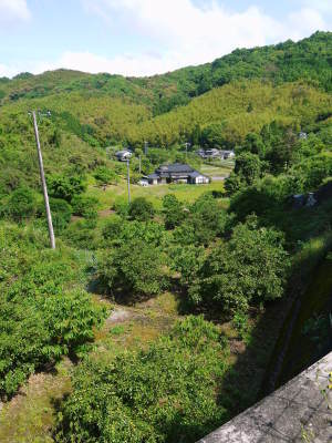種なしかぼす 今年も無農薬・無化学肥料で育てる『種無しかぼす』の花の様子を現地取材!_a0254656_17420412.jpg