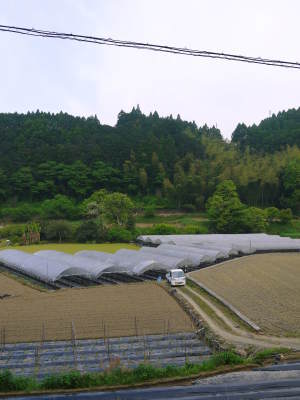 種なしかぼす　今年も無農薬・無化学肥料で育てる『種無しかぼす』の花の様子を現地取材！_a0254656_17532734.jpg