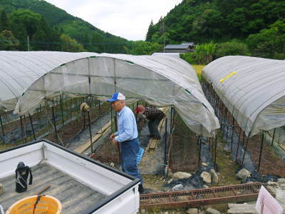 種なしかぼす 今年も無農薬・無化学肥料で育てる『種無しかぼす』の花の様子を現地取材!_a0254656_17571093.jpg