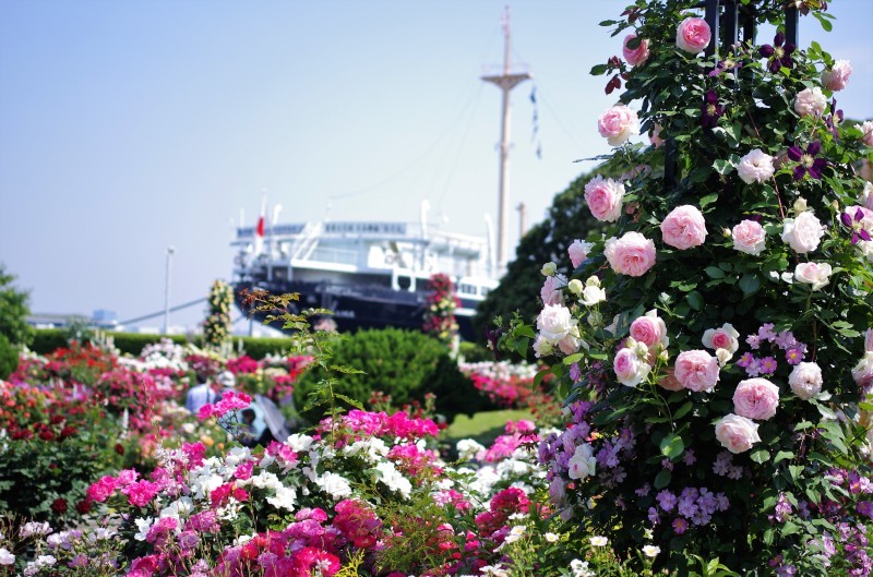 山下公園のバラ　Rose Garden ＠Yamashita Park_e0256058_13012615.jpg