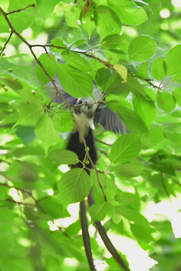 巣材集め サンコウチョウ_f0053272_23070889.jpg
