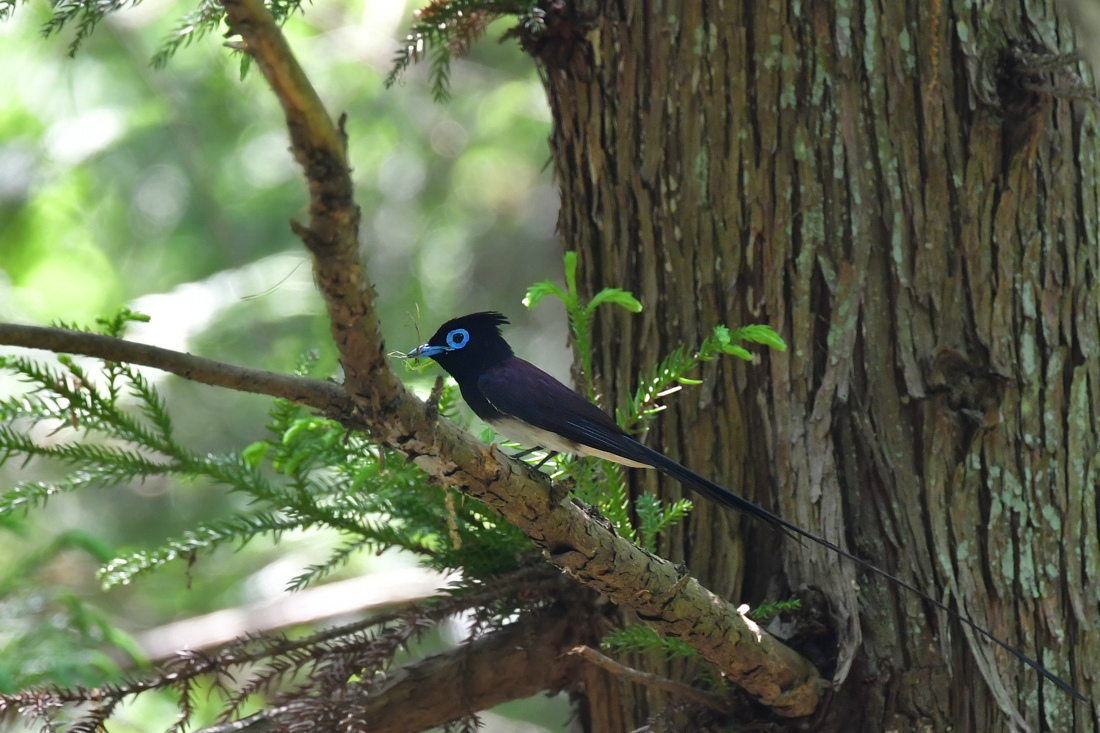 巣材集め サンコウチョウ_f0053272_23100558.jpg