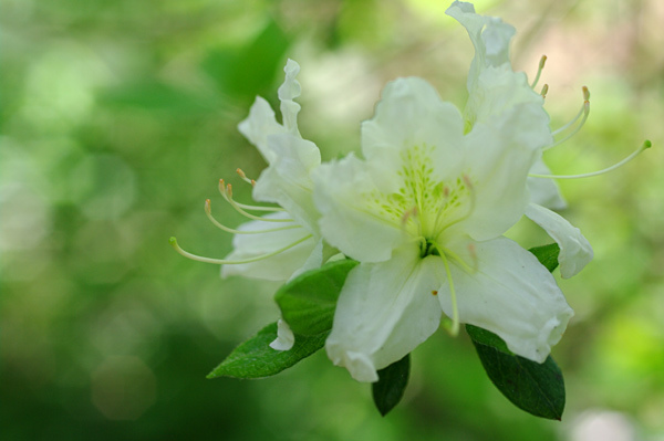 ヤマツツジ/白花【品番3293】 【公式通販】