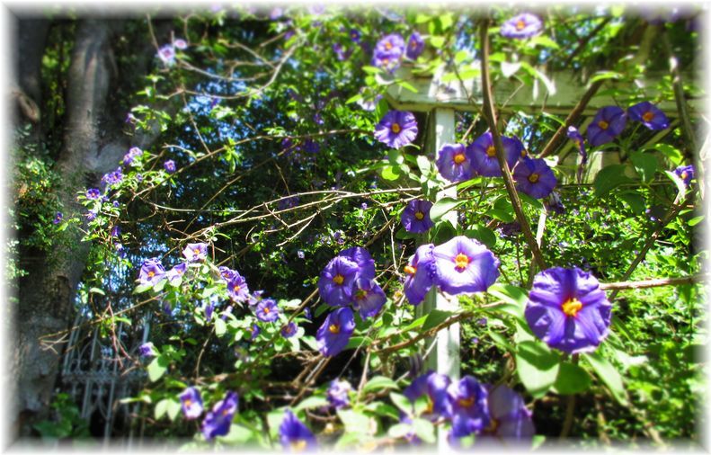 珍しい花の庭…♪_d0175974_20054764.jpg