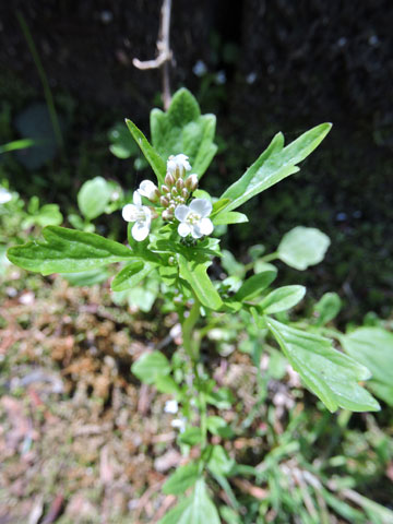 f0083977_6574891.jpg