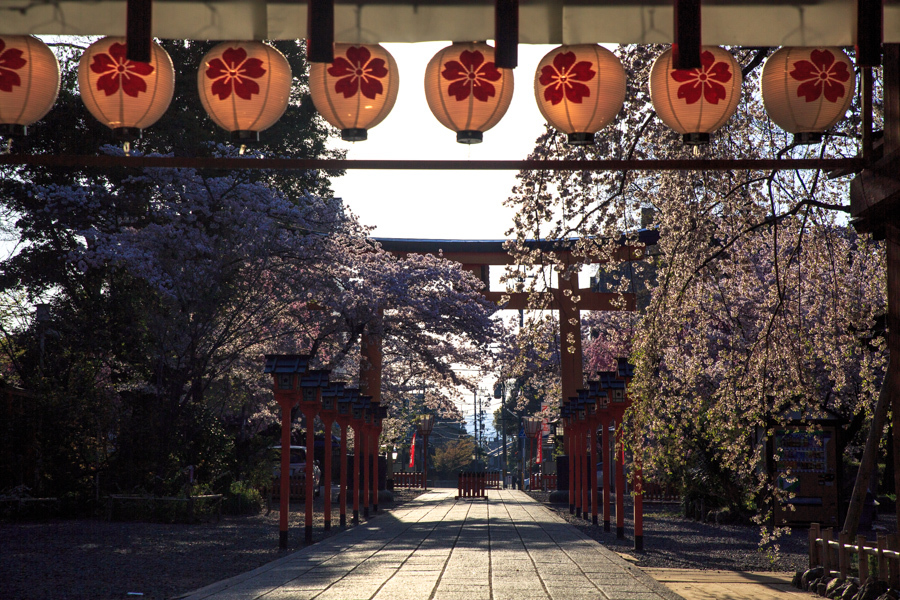 桜2017！　～平野神社～_b0128581_19164835.jpg