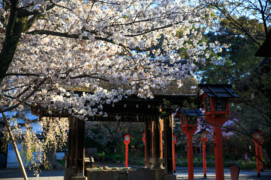 桜2017！　～平野神社～_b0128581_19174588.jpg