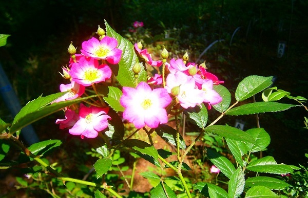 e0366084_12390449.jpg