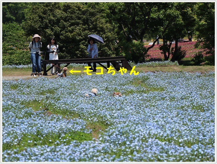 くじゅう花公園での楽しい時間　その２_b0175688_20321639.jpg