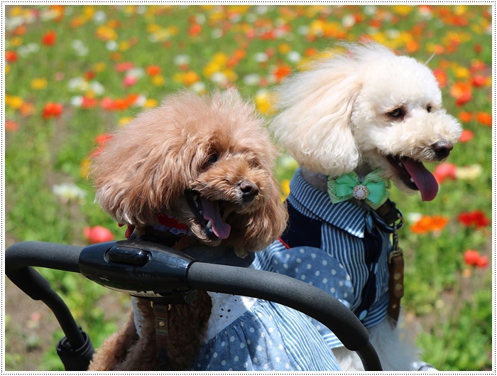 くじゅう花公園での楽しい時間　その２_b0175688_20381042.jpg