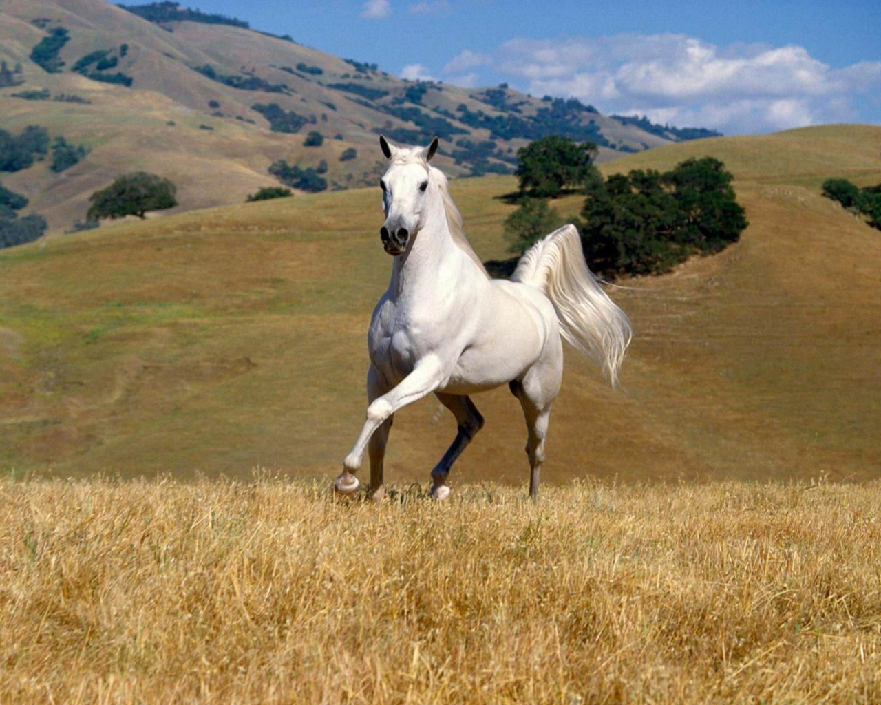 白馬の尾 The Tail Hair of White Horses_f0268294_23040625.jpg