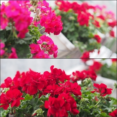 ベランダ華やかに♪_d0144095_10371022.jpg