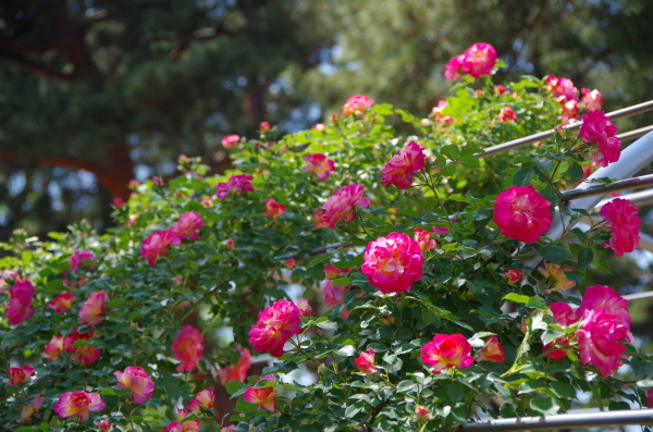 バラの香りに包まれて　~　敷島公園　Ⅱ_b0356401_20055663.jpg