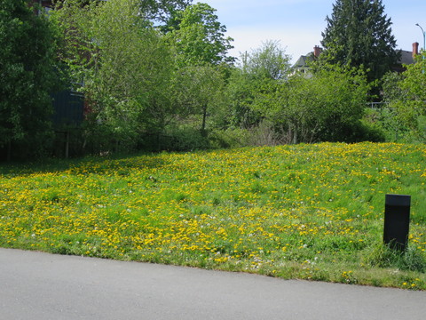 ヴィクトリアひとり旅☆Galloping Goose Trail を通ってSwan Lakeへ_c0212604_2052271.jpg