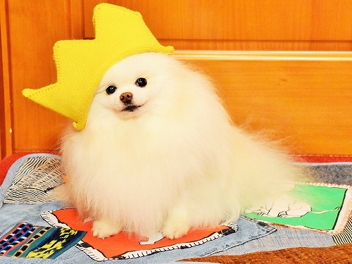 おめでとう、一カ月_d0360206_23375152.jpg