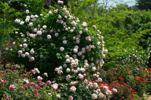 a0263109_16062669.jpg