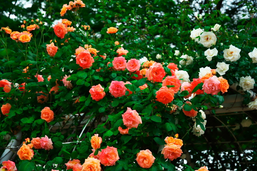 さいたま市　与野公園の薔薇_a0263109_16442823.jpg