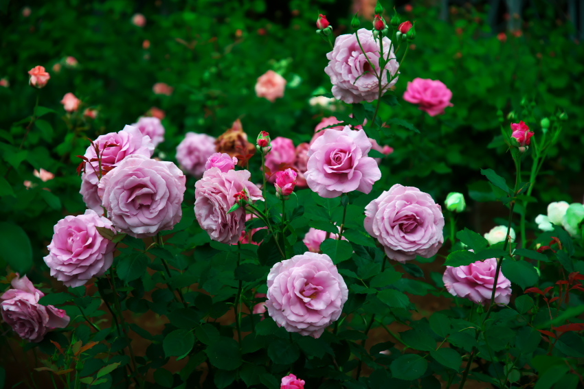 さいたま市　与野公園の薔薇_a0263109_16442882.jpg