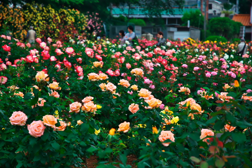 さいたま市　与野公園の薔薇_a0263109_16442922.jpg