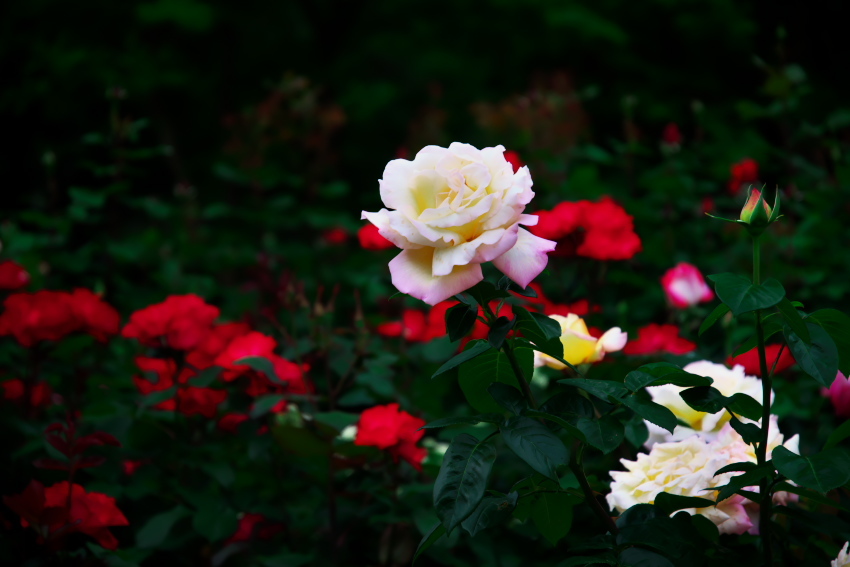 さいたま市　与野公園の薔薇_a0263109_16442948.jpg