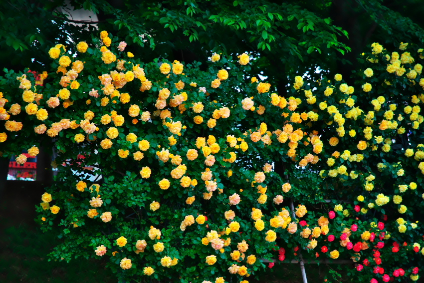 さいたま市　与野公園の薔薇_a0263109_16442991.jpg