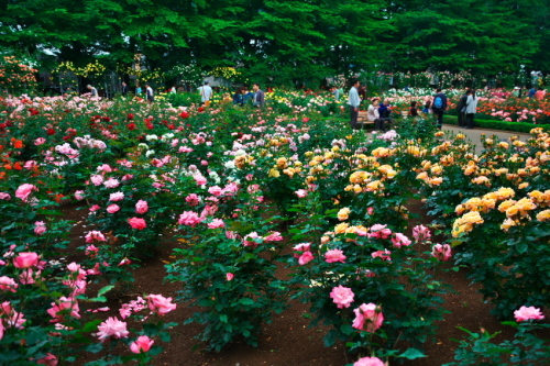 a0263109_16443030.jpg