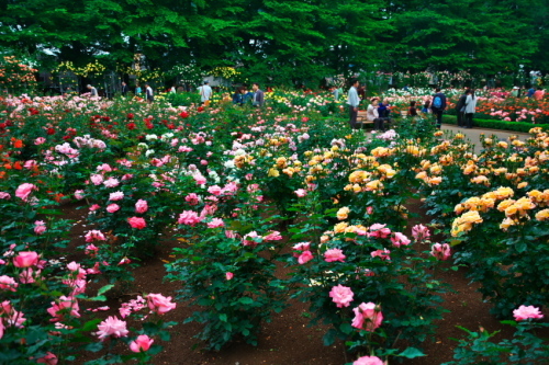 さいたま市　与野公園の薔薇_a0263109_16443030.jpg