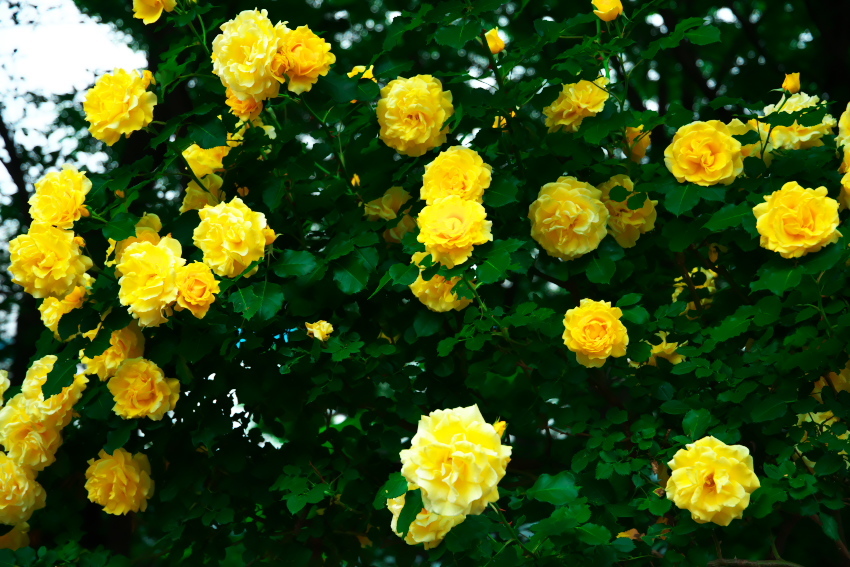 a0263109_16443164.jpg