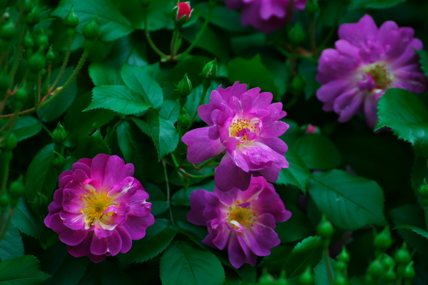 さいたま市　与野公園の薔薇_a0263109_16450857.jpg